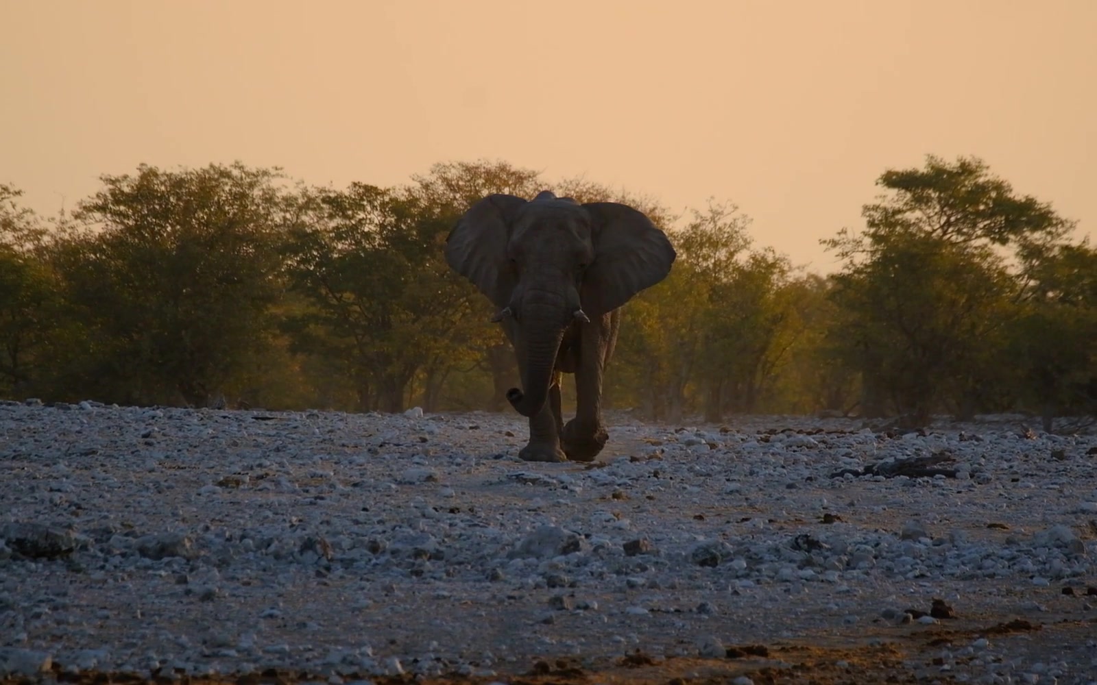 An elephant walking through a dry riverbed at sunset